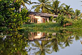 Kerala backwaters, our three hours neighborhood tour in the narrow canoe towards Vembanad Lake and along one of the  narrow canal running near our guest house at Kumarakom. 